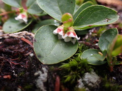 Gaultheria humifusa