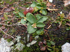 Gaultheria humifusa