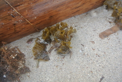 Lobophora variegata