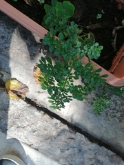 Trianthema portulacastrum
