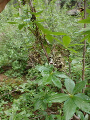 Tuckermanopsis subalpina