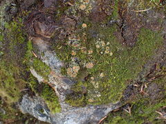 Psoroma hypnorum