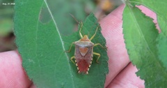 Acanthosoma denticaudum