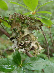 Tuckermanopsis subalpina