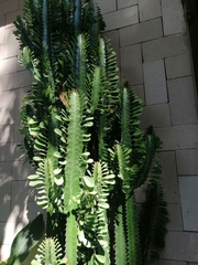 Euphorbia trigona