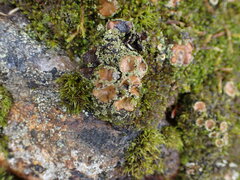 Psoroma hypnorum