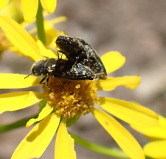 Acmaeodera tubulus