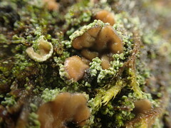 Psoroma hypnorum