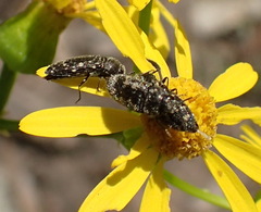 Acmaeodera tubulus