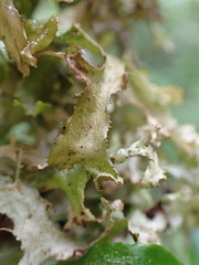 Tuckermanopsis subalpina