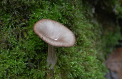 Pseudoclitocybe
