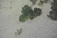 Udotea flabellum