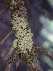 Parmeliopsis ambigua