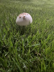 Chlorophyllum