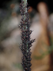 Uroleucon jaceae