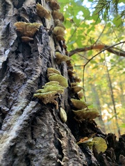 Cerrenaceae