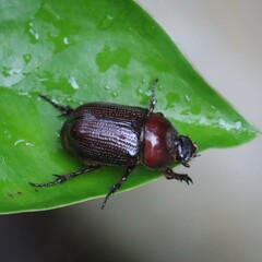 Scarabaeidae