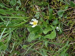 Caltha leptosepala