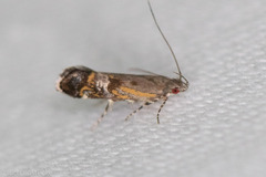 Anacampsis
