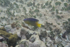 Stegastes leucostictus