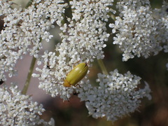 Cteniopus sulphureus