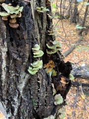 Cerrenaceae