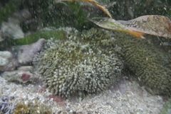 Stichodactyla helianthus