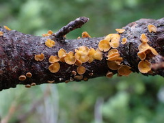 Lachnellula