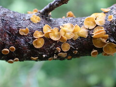 Lachnellula