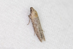 Obithome punctiferella