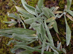 Antennaria lanata