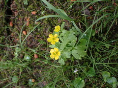 Ranunculus eschscholtzii