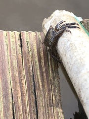 Aratus pisonii