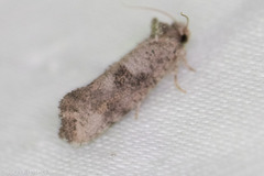 Acrolophus piger