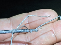 Parabacillus hesperus