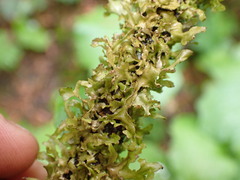 Tuckermanopsis subalpina