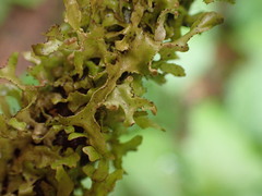 Tuckermanopsis subalpina