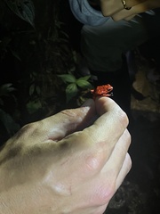 Oophaga pumilio