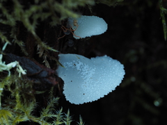 Pseudohydnum orbiculare