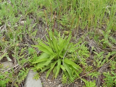 Plantago eriopoda