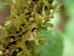 Tuckermanopsis subalpina
