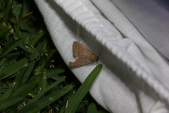 Simplicia cornicalis