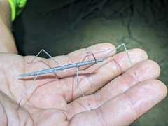 Parabacillus hesperus