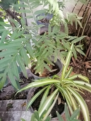 Schinus molle