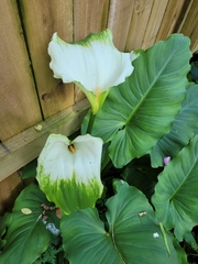 Zantedeschia