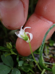 Viola macloskeyi
