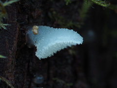 Pseudohydnum orbiculare