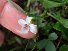 Viola macloskeyi