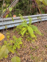 Sorbaria sorbifolia
