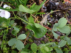 Viola macloskeyi